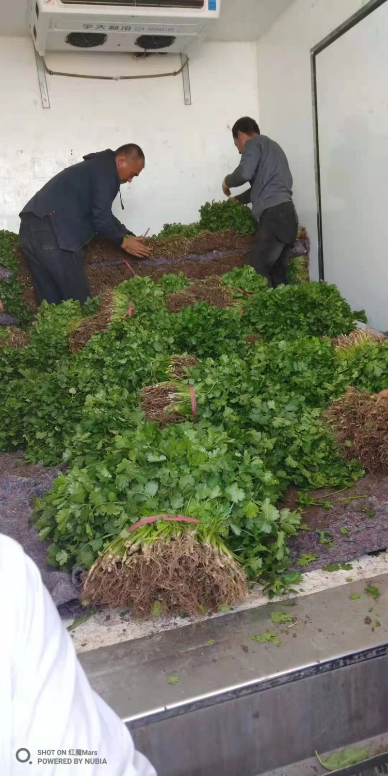 新鲜香菜，产地新货，品优价廉，大量上市。