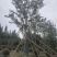 四川成都温江基地直销朴树，质量保证，基地货欢迎选购