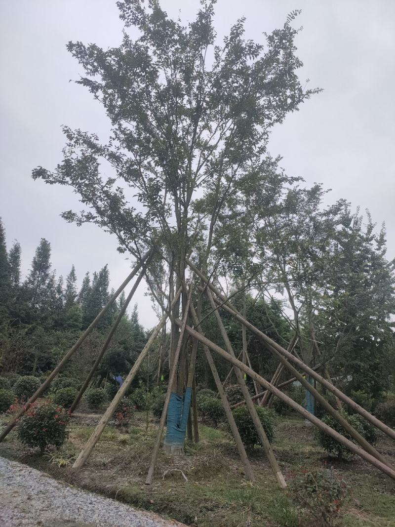 四川成都温江基地直销朴树，质量保证，基地货欢迎选购