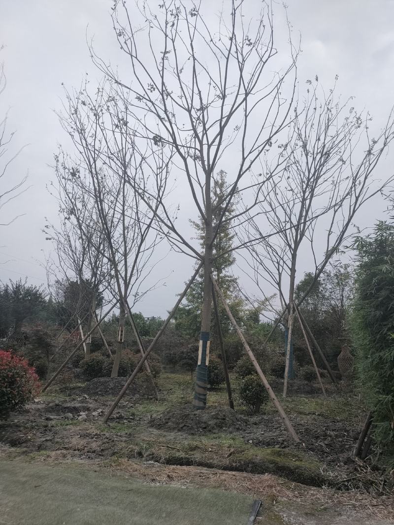 四川成都温江基地直销朴树，质量保证，基地货欢迎选购