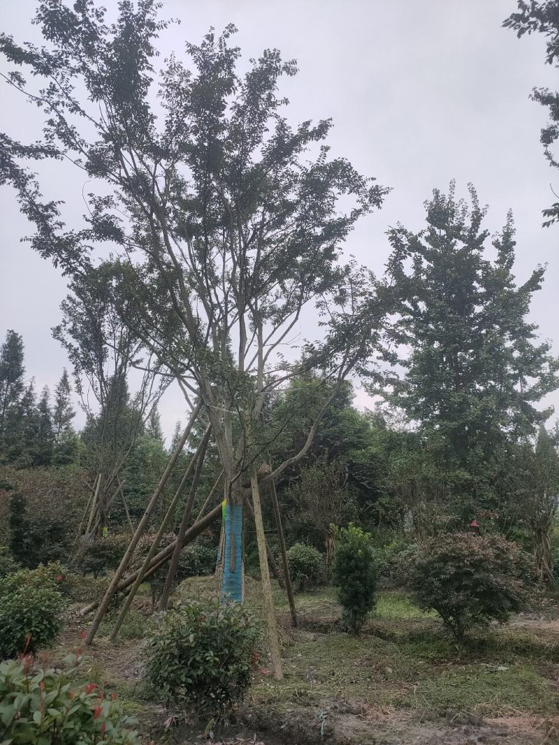 四川成都温江基地直销朴树，质量保证，基地货欢迎选购