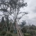 四川成都温江基地直销朴树，质量保证，基地货欢迎选购