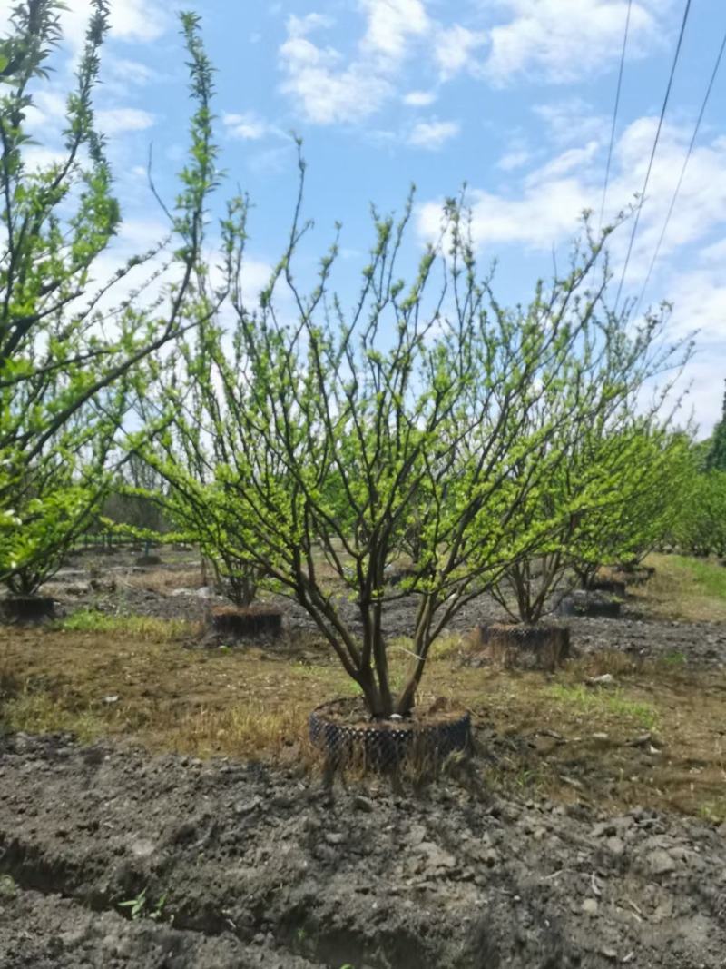 四川成都温江区苗圃基地橘子树，质量保证欢迎咨询
