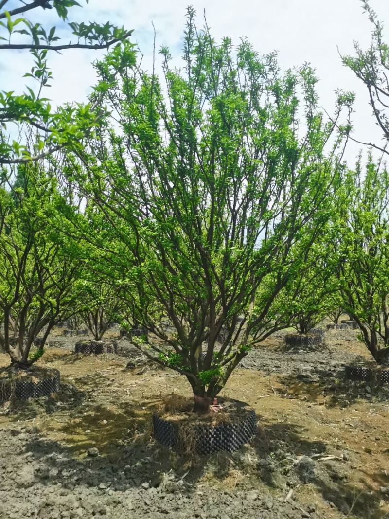四川成都温江区苗圃基地橘子树，质量保证欢迎咨询