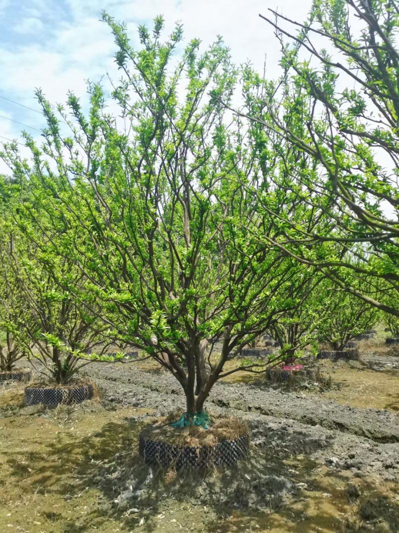 四川成都温江区苗圃基地橘子树，质量保证欢迎咨询