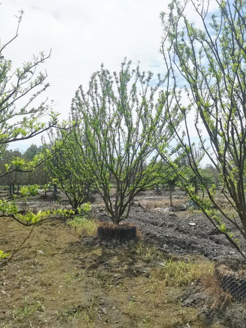 四川成都温江区苗圃基地橘子树，质量保证欢迎咨询