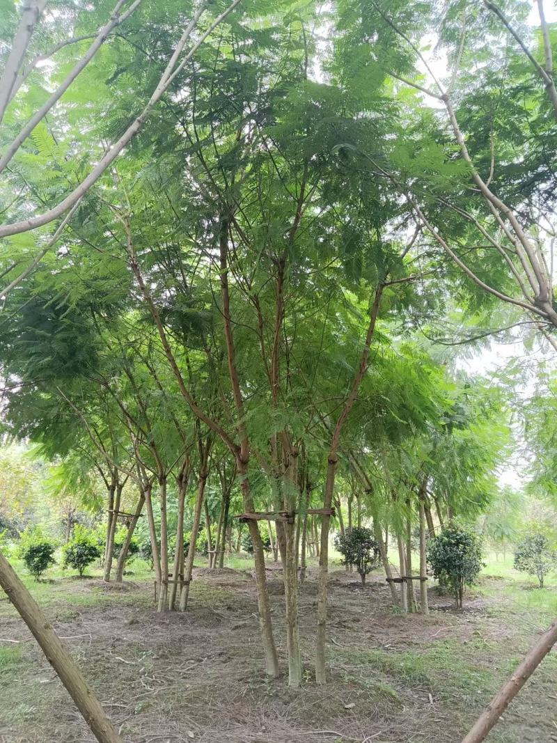 四川成都温江区苗圃拼栽蓝花楹，货源充足，欢迎选购
