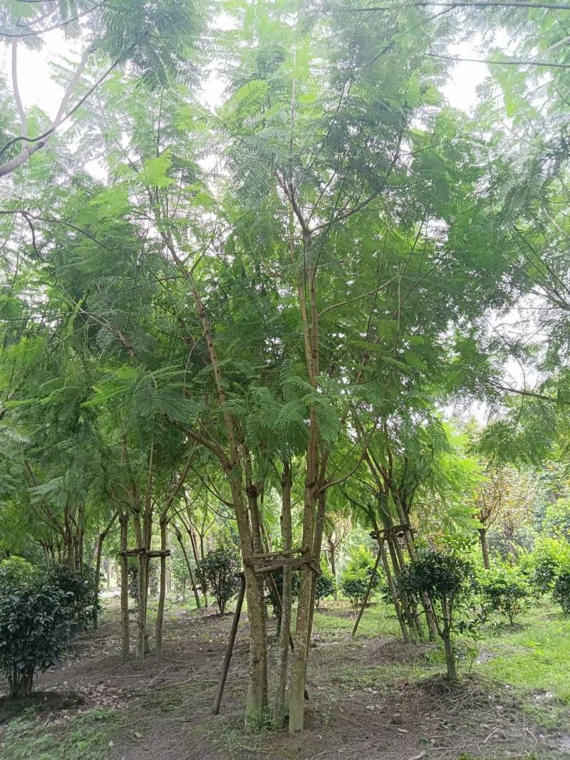 四川成都温江区苗圃拼栽蓝花楹，货源充足，欢迎选购