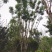 四川成都温江区苗圃拼栽蓝花楹，货源充足，欢迎选购