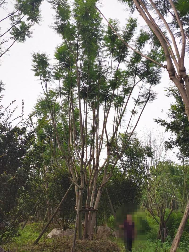 四川成都温江区苗圃拼栽蓝花楹，货源充足，欢迎选购
