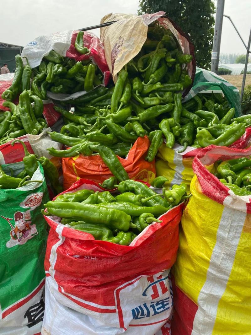 鲜辣椒301大量现货供应保质保量.螺丝椒.线椒.苏椒.泡