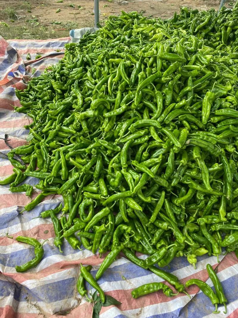鲜辣椒301大量现货供应保质保量.螺丝椒.线椒.苏椒.泡