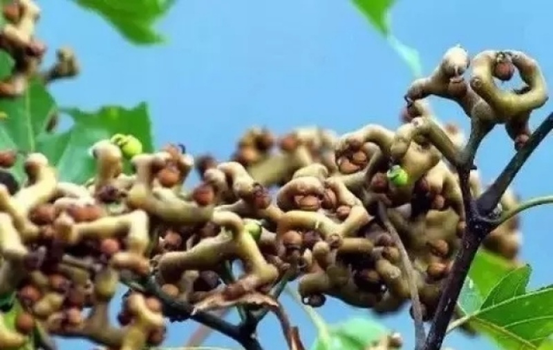 低价出售拐枣树，桂花树，流苏树有需要的联系我价格优惠