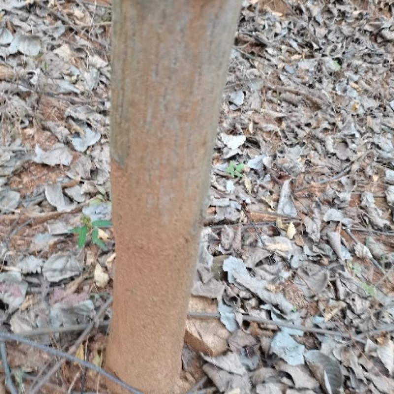 低价出售拐枣树，桂花树，流苏树有需要的联系我价格优惠
