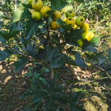 推荐山楂树苗，山楂树苗，山楂成型树，山楂树，