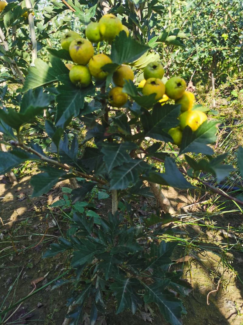 推荐山楂树苗，山楂树苗，山楂成型树，山楂树，
