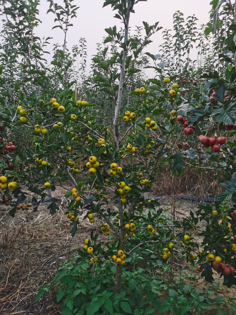 推荐山楂树苗，山楂树苗，山楂成型树，山楂树，