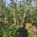 推荐山楂树苗，山楂树苗，山楂成型树，山楂树，