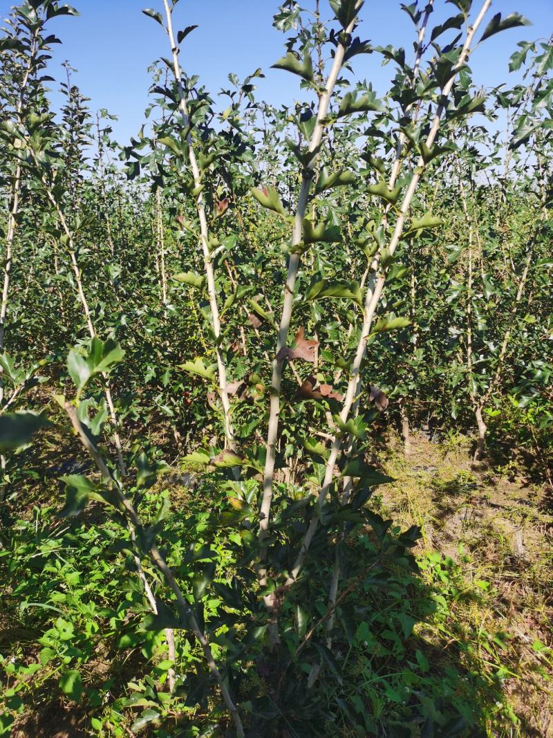 推荐山楂树苗，山楂树苗，山楂成型树，山楂树，