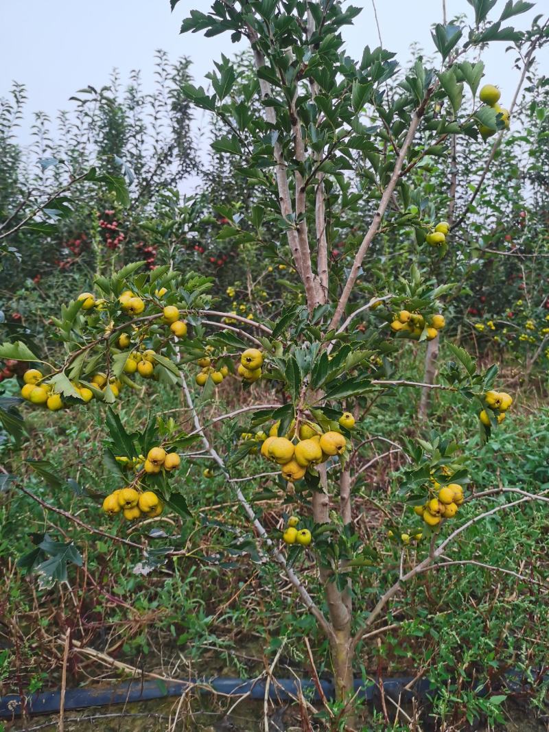 推荐山楂树苗，山楂树苗，山楂成型树，山楂树，