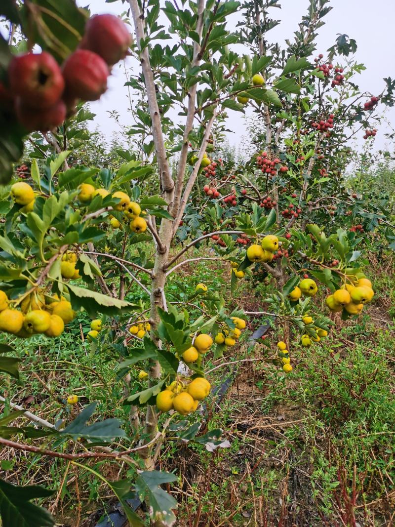 推荐山楂树苗，山楂树苗，山楂成型树，山楂树，