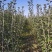 推荐山楂树苗，山楂树苗，山楂成型树，山楂树，