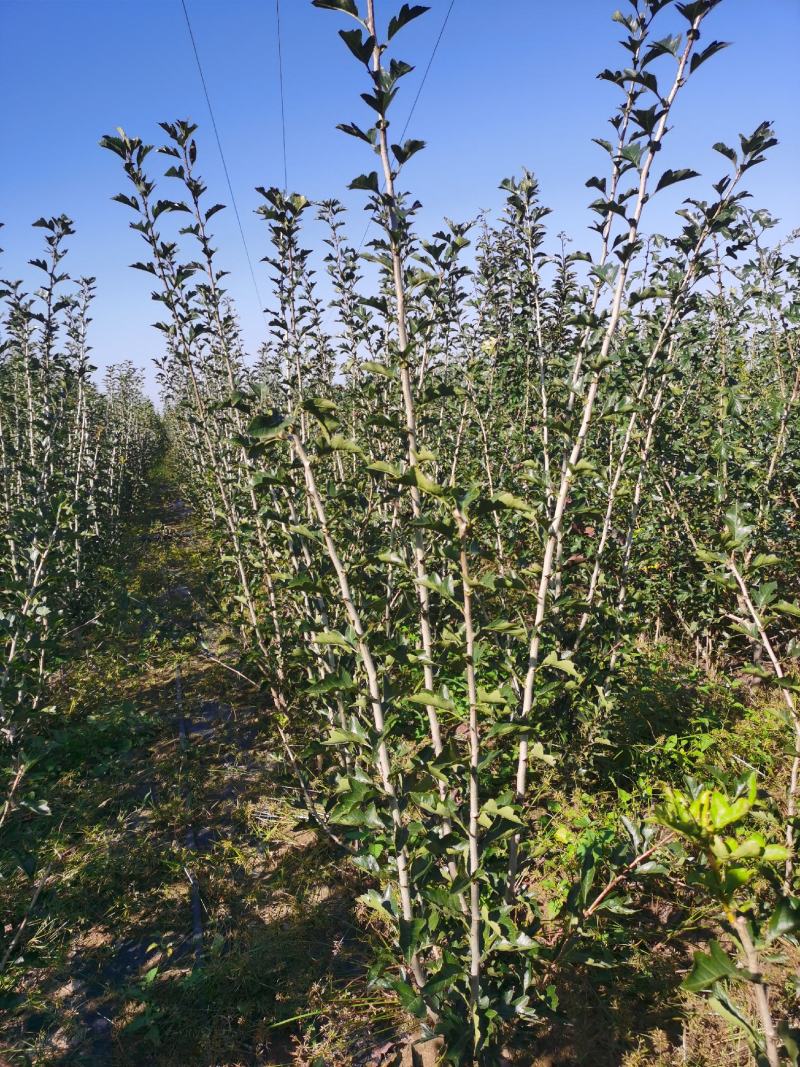 推荐山楂树苗，山楂树苗，山楂成型树，山楂树，