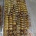 花虾，竹节虾，九节虾，一晚海码头新鲜上岸，全规格6/8