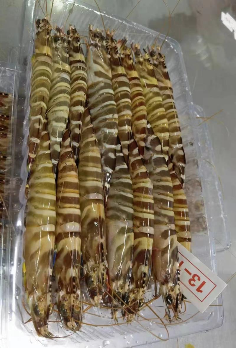 花虾，竹节虾，九节虾，一晚海码头新鲜上岸，全规格6/8