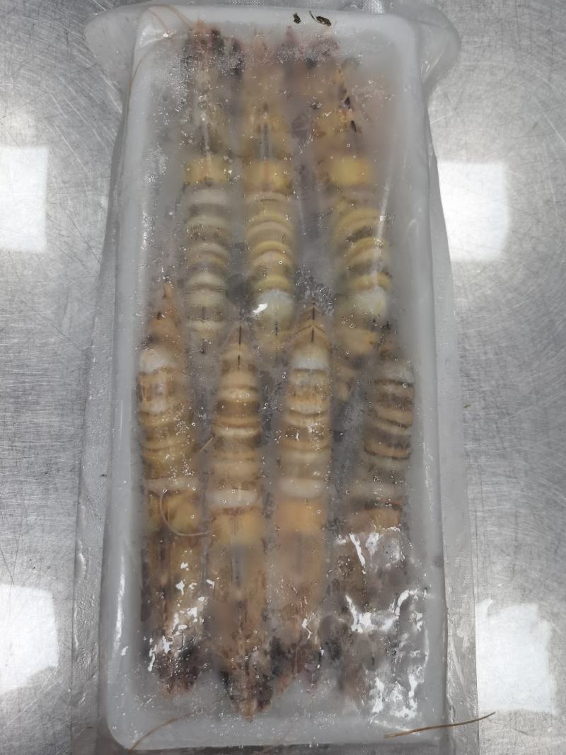 花虾，竹节虾，九节虾，一晚海码头新鲜上岸，全规格6/8