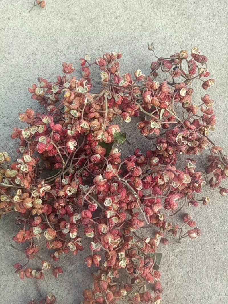 王建喜大红袍花椒