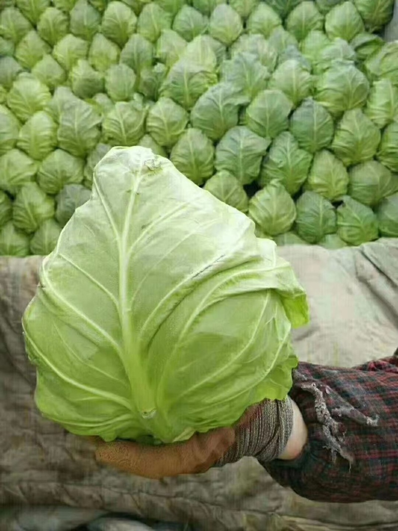 精品甘蓝，产地址发，大量上市，超市专供。