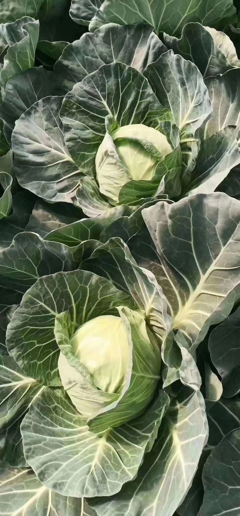 精品甘蓝，产地址发，大量上市，超市专供。