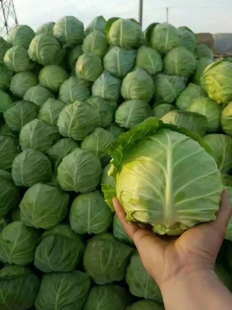 精品甘蓝，产地址发，大量上市，超市专供。