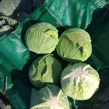 精品甘蓝，产地址发，大量上市，超市专供。
