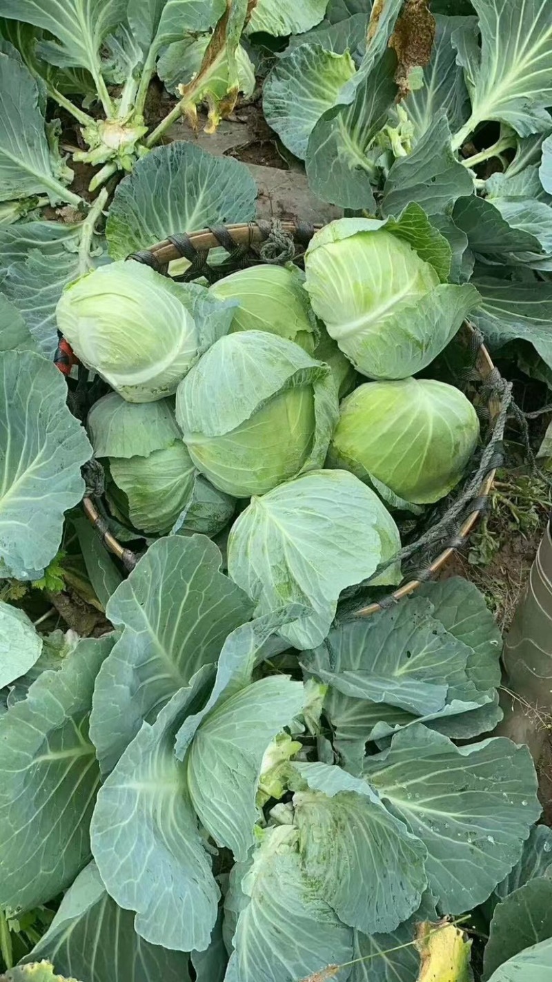 精品甘蓝，产地址发，大量上市，超市专供。