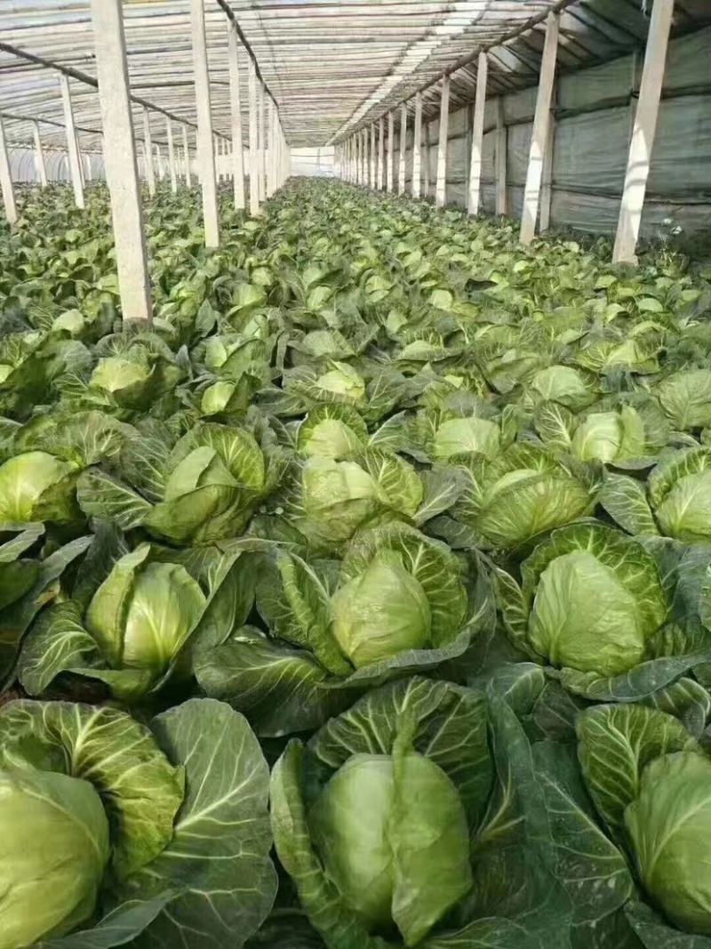 精品甘蓝，产地址发，大量上市，超市专供。
