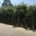 红千层/串钱柳，产地直销3-4-5-6-7-8分袋苗