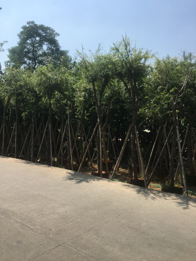 红千层/串钱柳，产地直销3-4-5-6-7-8分袋苗