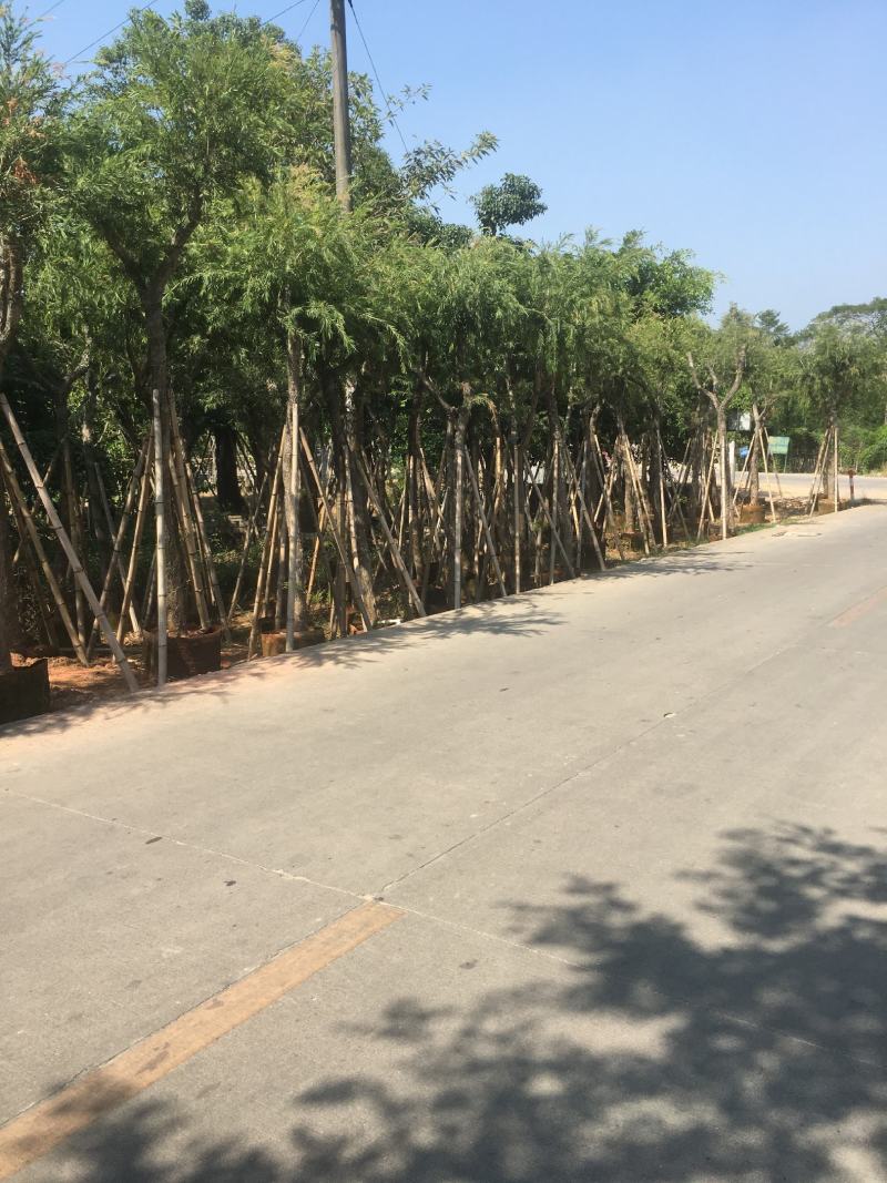 红千层/串钱柳，产地直销3-4-5-6-7-8分袋苗