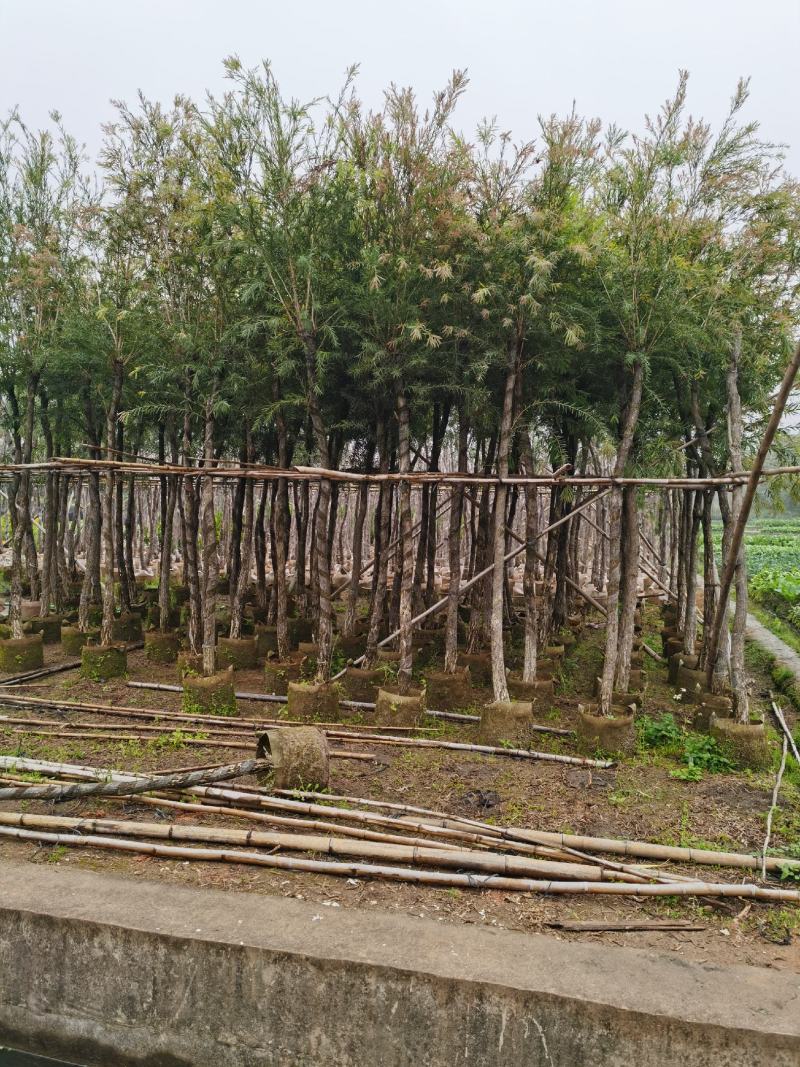 红千层/串钱柳，产地直销3-4-5-6-7-8分袋苗