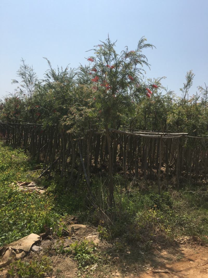 红千层/串钱柳，产地直销3-4-5-6-7-8分袋苗