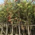 串钱柳/红千层，基地批发10-12-15分串钱柳袋苗