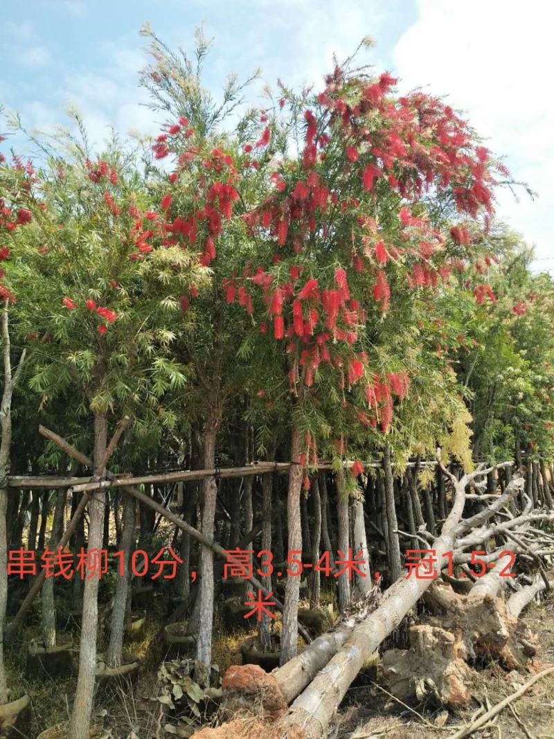 串钱柳/红千层，基地批发10-12-15分串钱柳袋苗