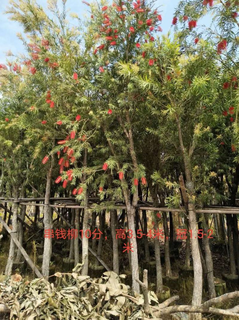 串钱柳/红千层，基地批发10-12-15分串钱柳袋苗