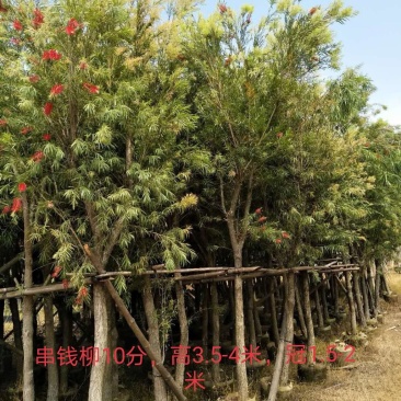 串钱柳/红千层，基地批发10-12-15分串钱柳袋苗