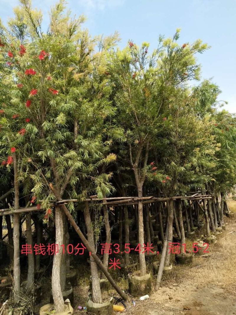 串钱柳/红千层，基地批发10-12-15分串钱柳袋苗