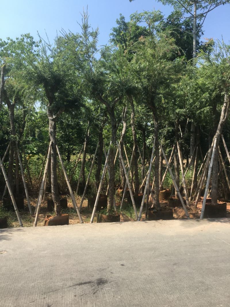 串钱柳/红千层，基地批发10-12-15分串钱柳袋苗