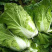 产地直发，超市专供，全国发货，物美价廉，精品白菜