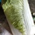 产地直发，超市专供，全国发货，物美价廉，精品白菜